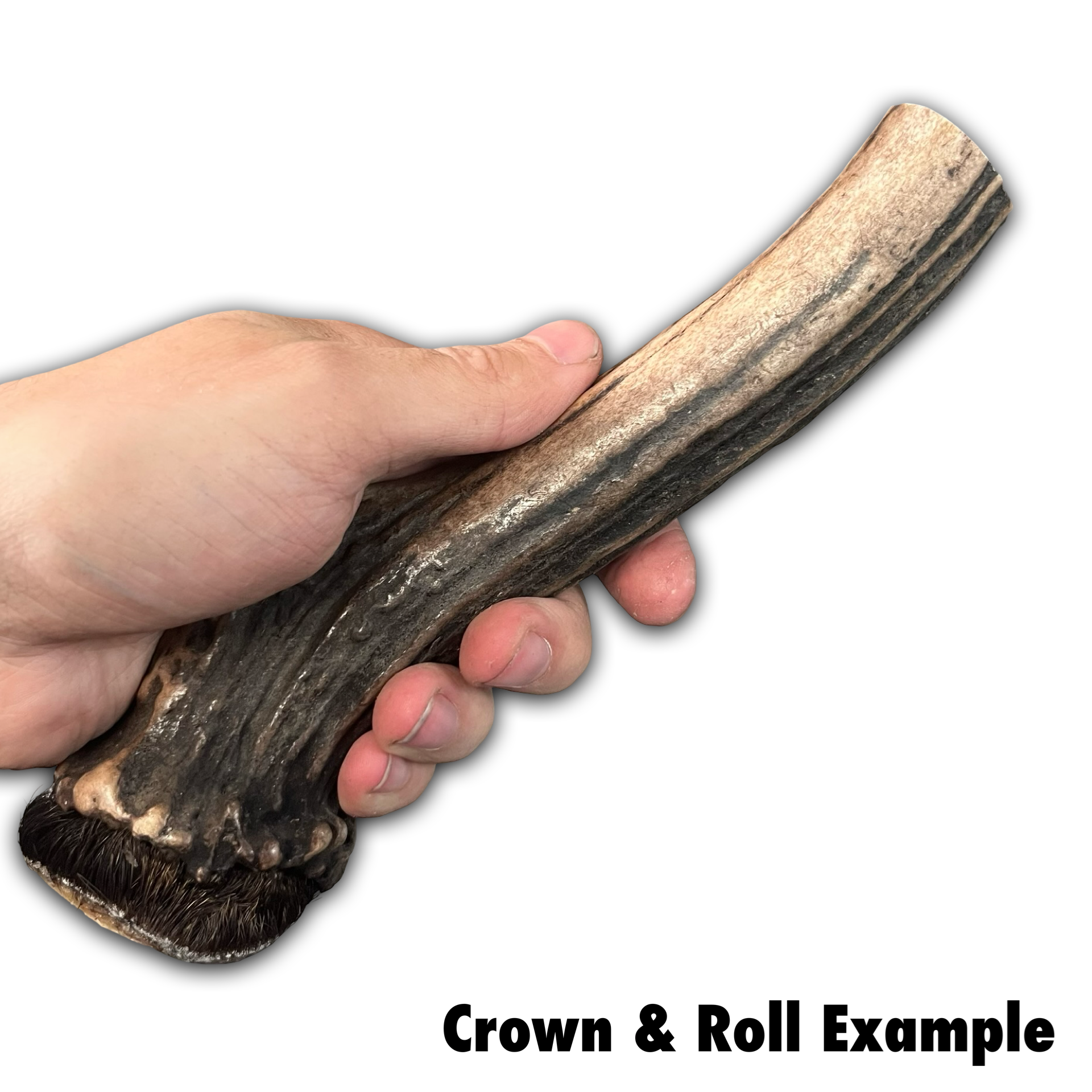 Samba & Rusa Antler Crowns