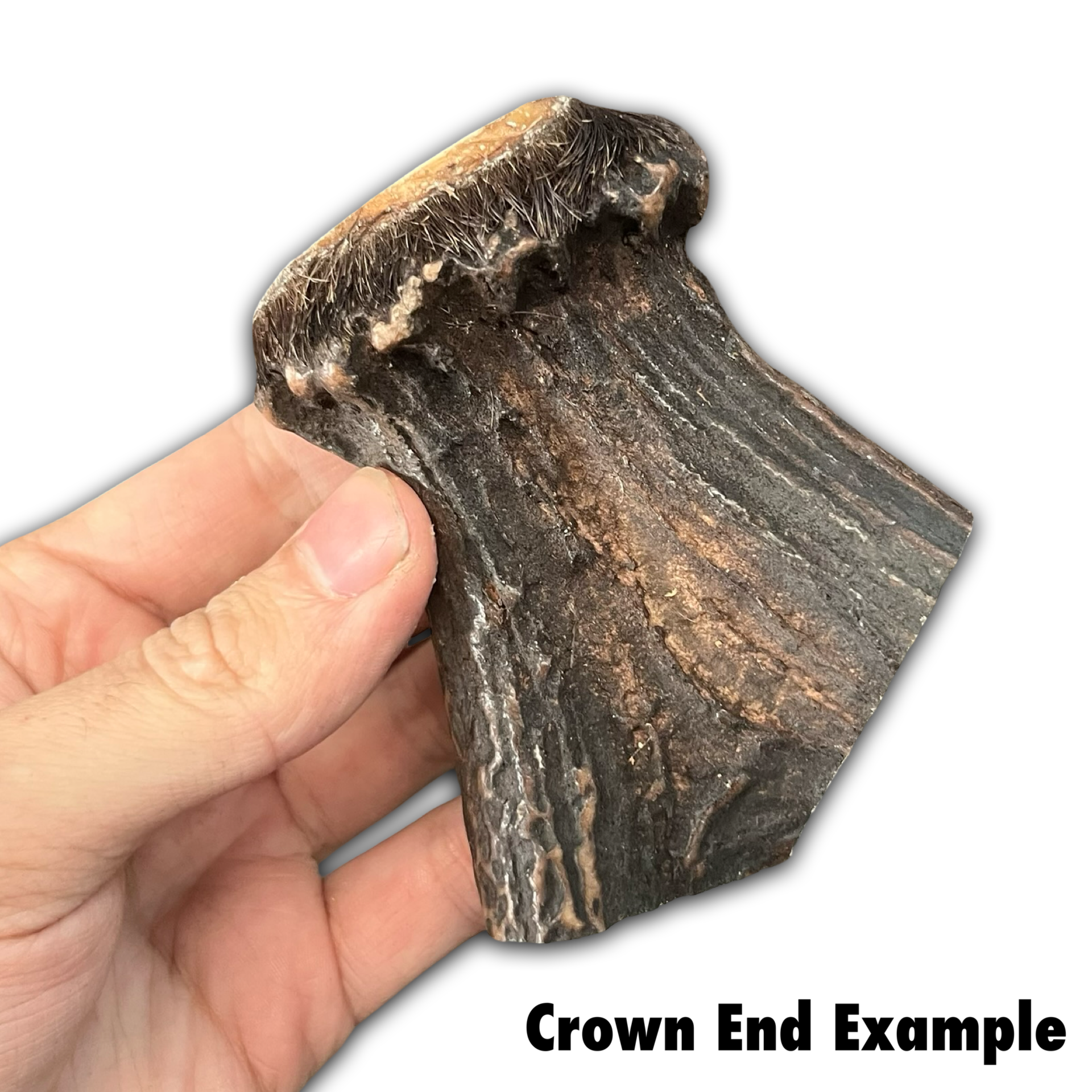 Samba & Rusa Antler Crowns