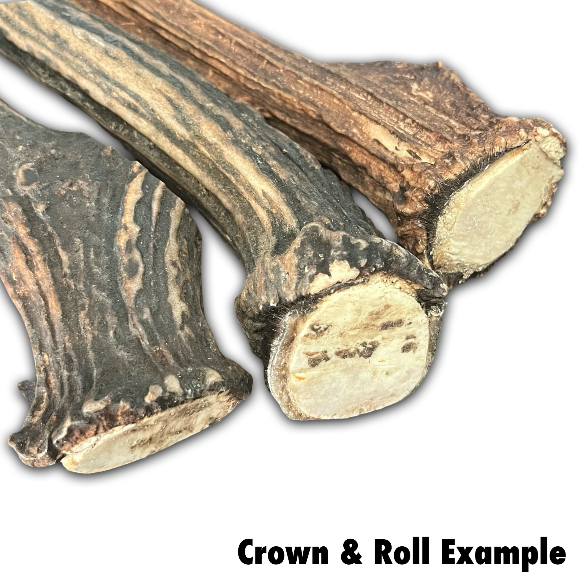 Samba & Rusa Antler Crowns