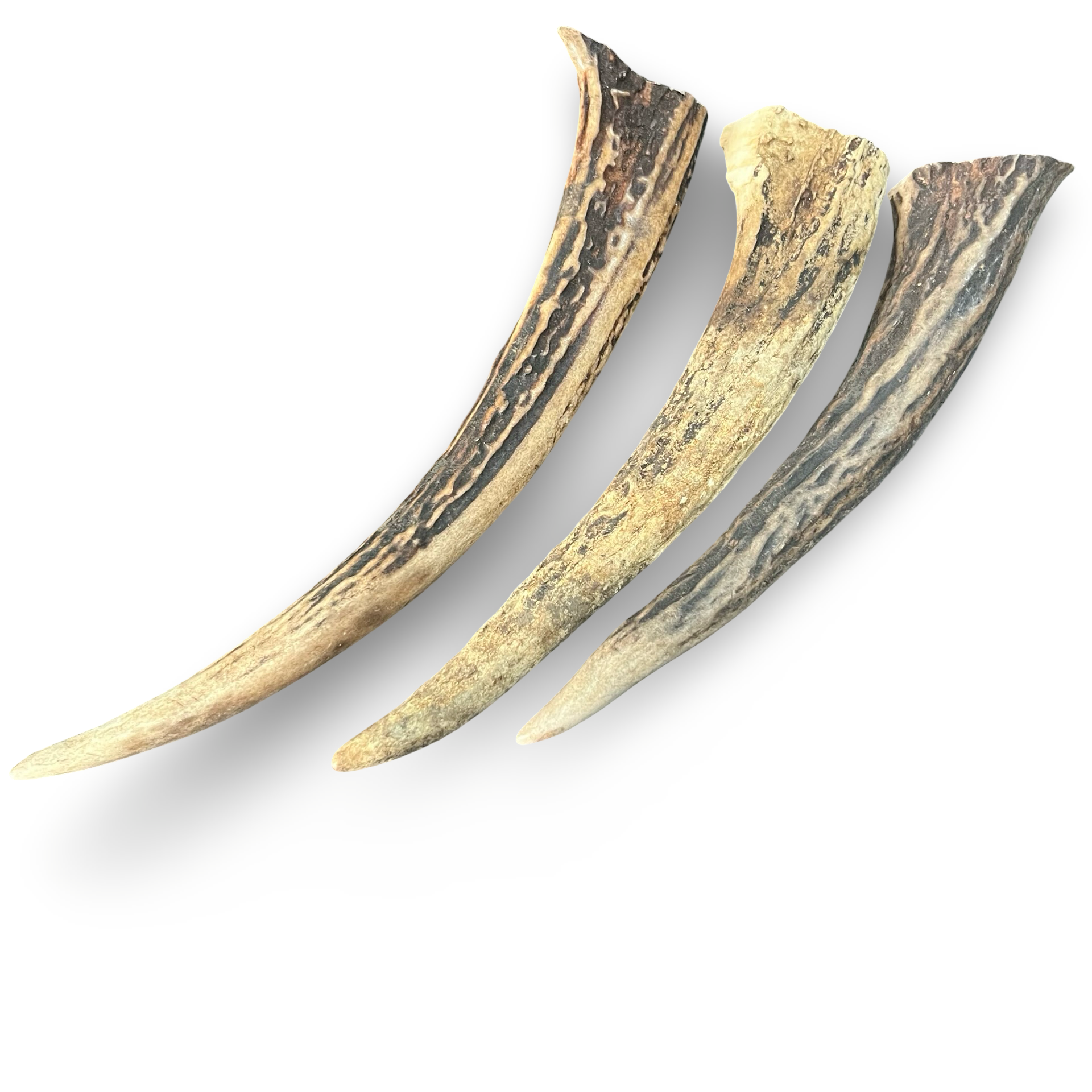 Samba & Rusa Antler Tips