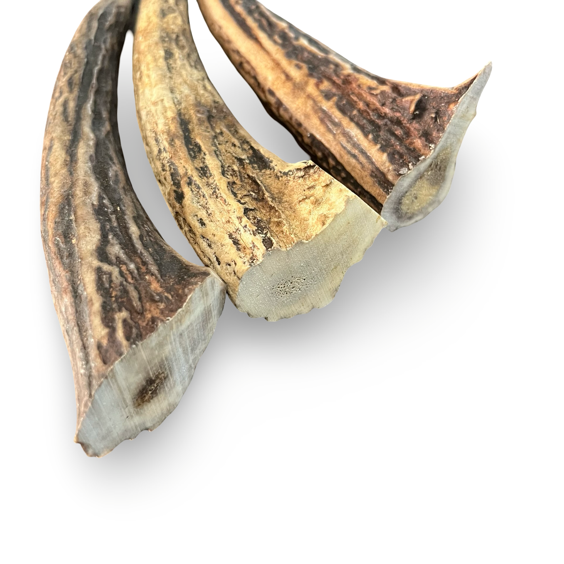 Samba & Rusa Antler Tips