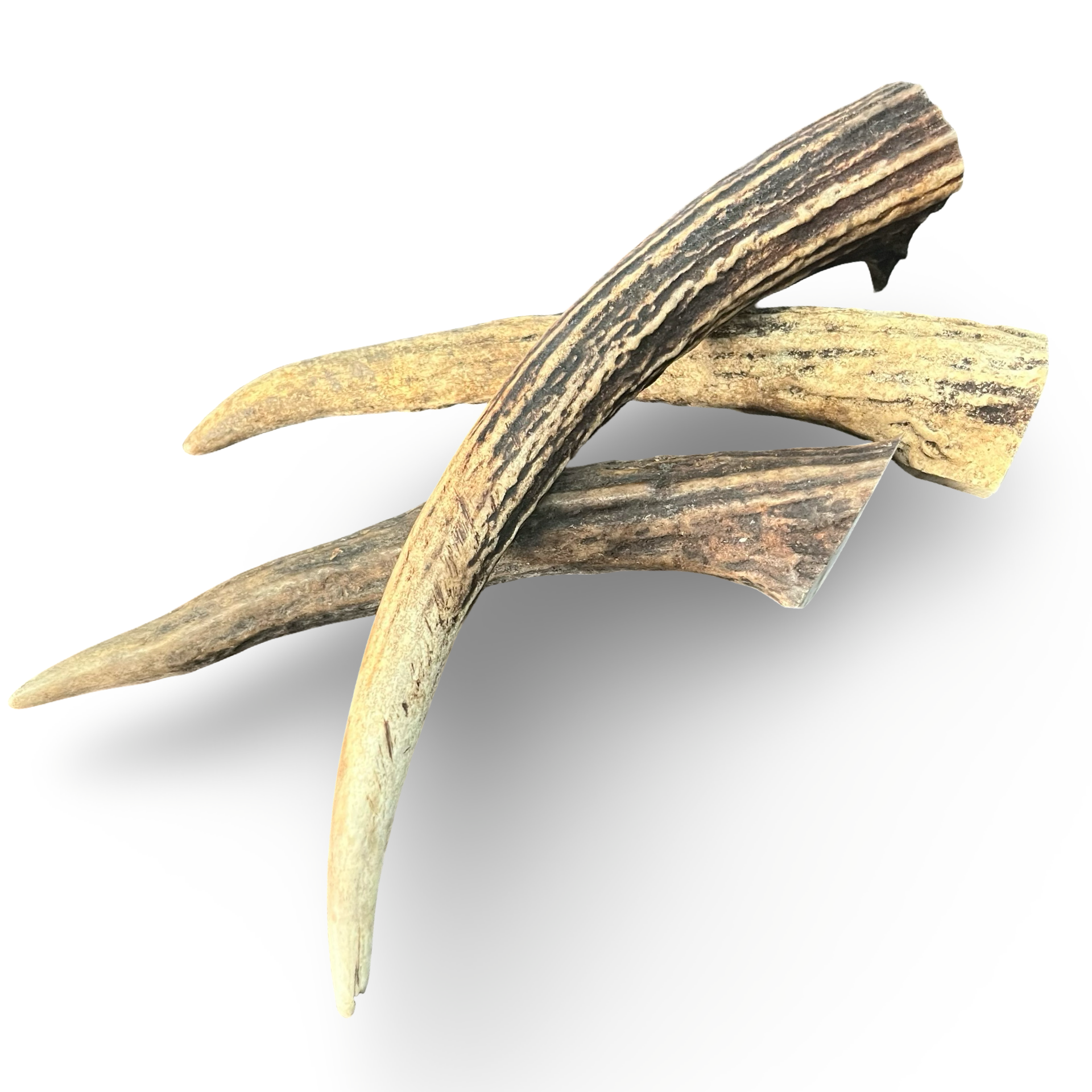 Samba & Rusa Antler Tips