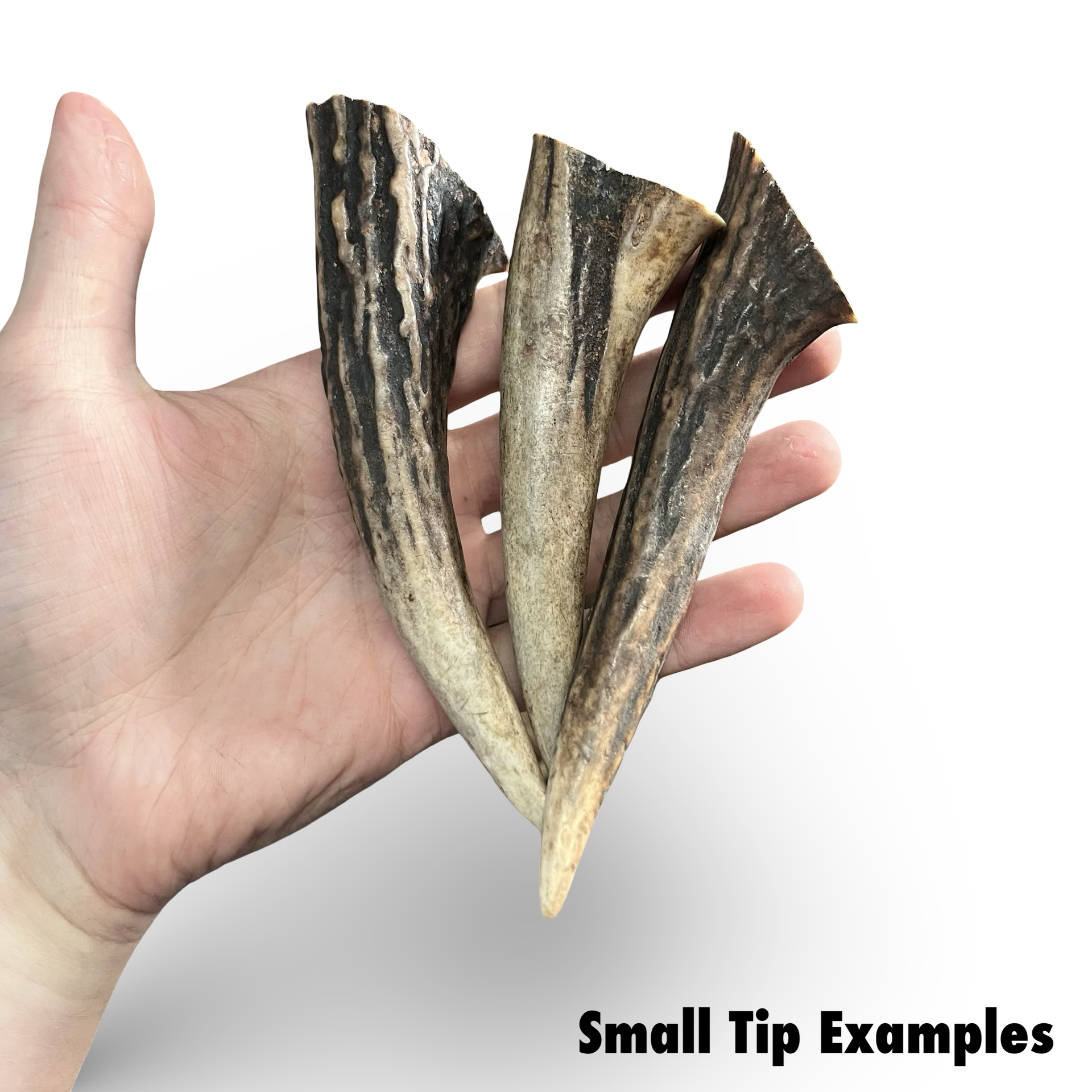 Samba & Rusa Antler Tips