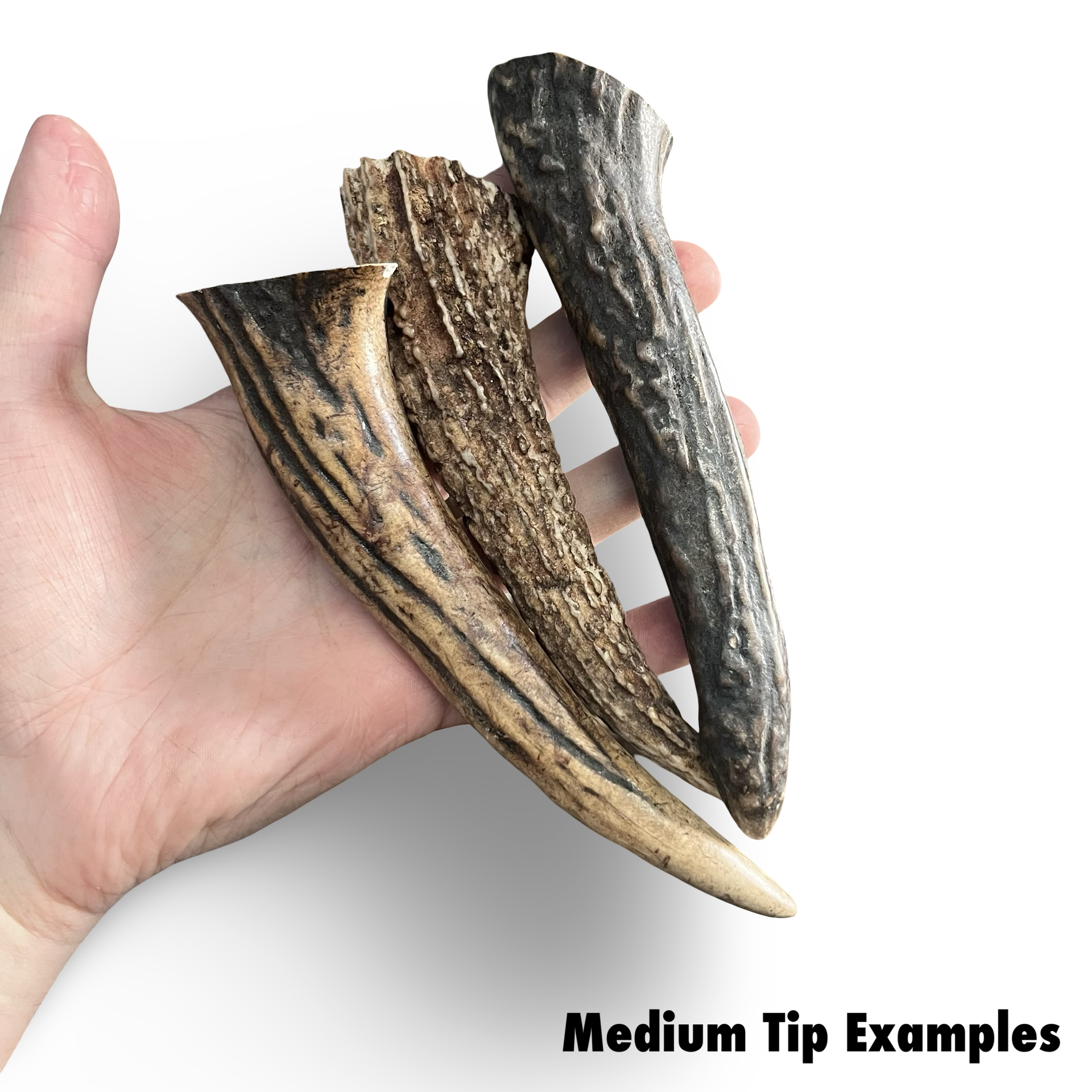 Samba & Rusa Antler Tips