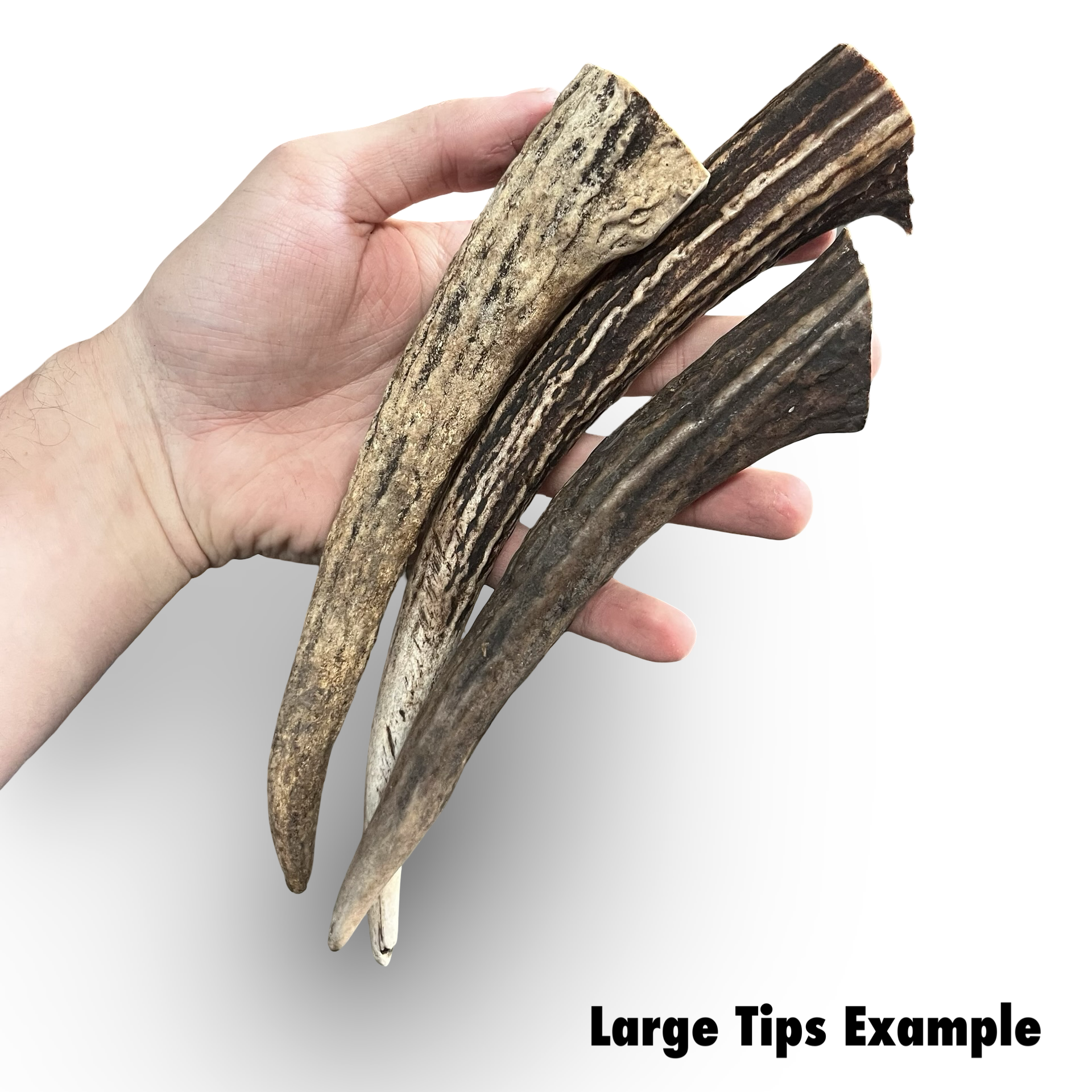 Samba & Rusa Antler Tips