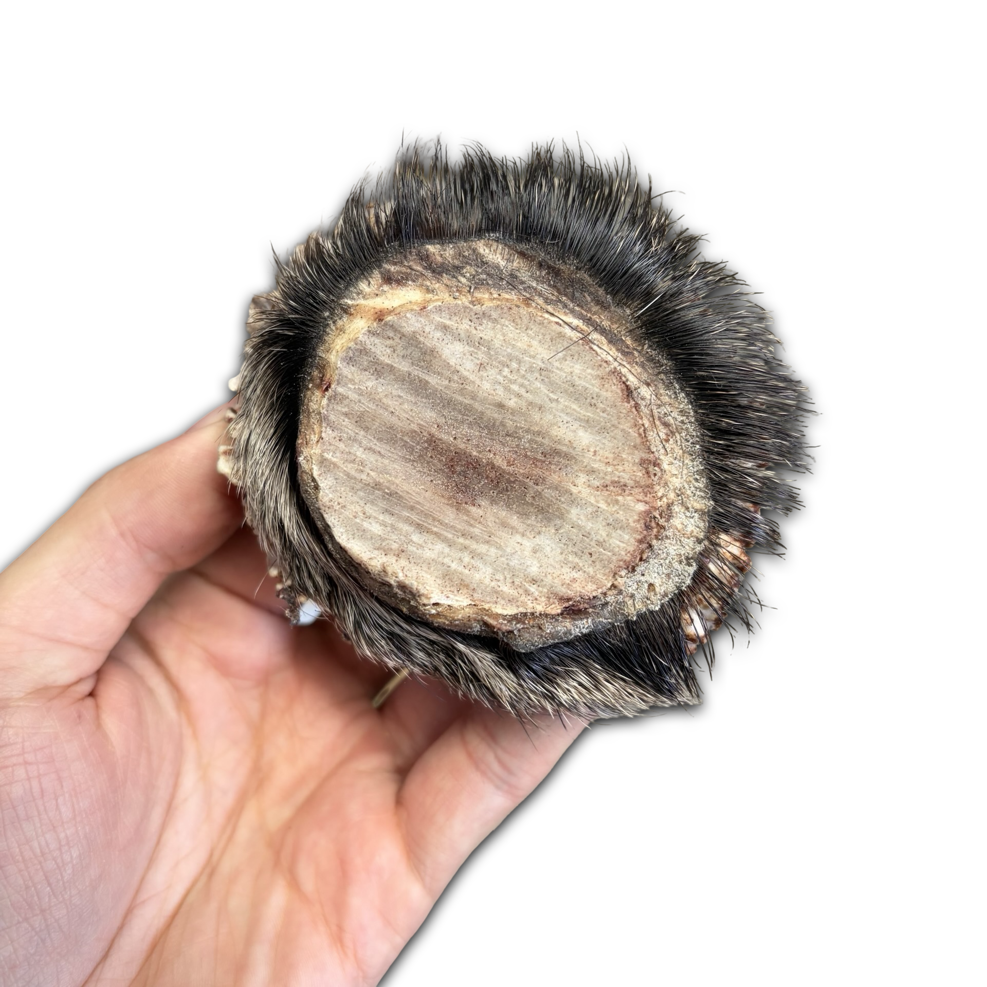 Samba & Rusa Antler Slices