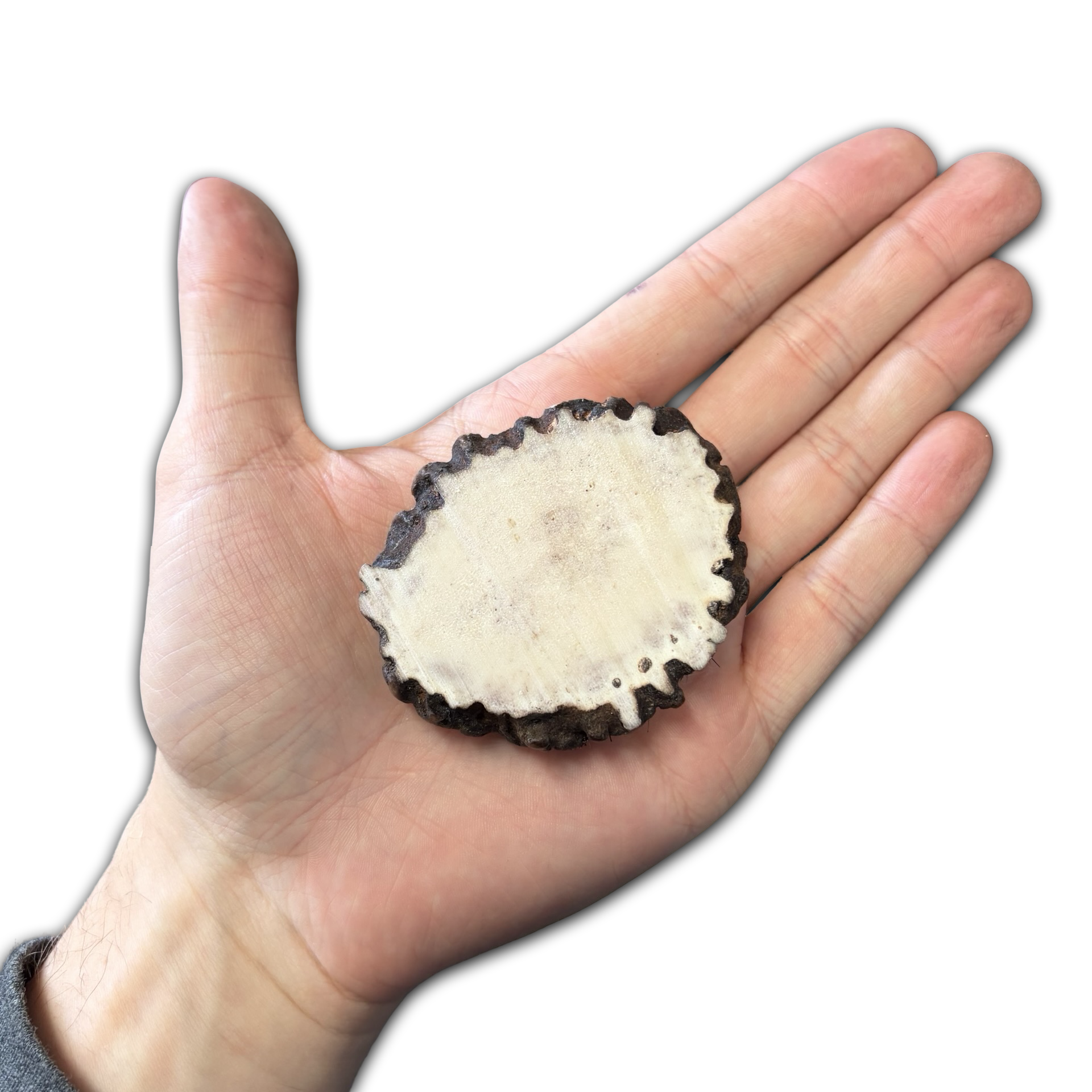 Samba & Rusa Antler Slices