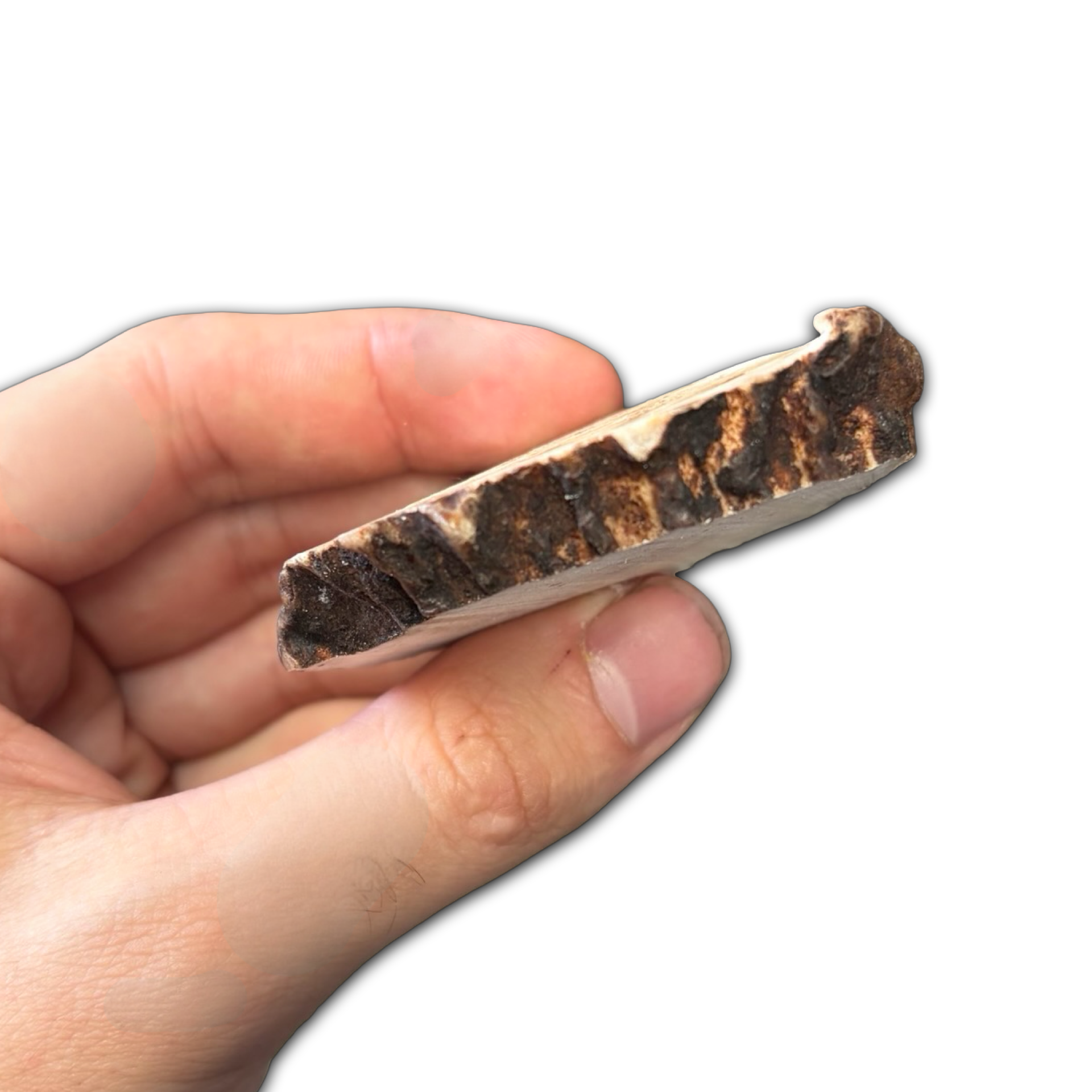 Samba & Rusa Antler Slices