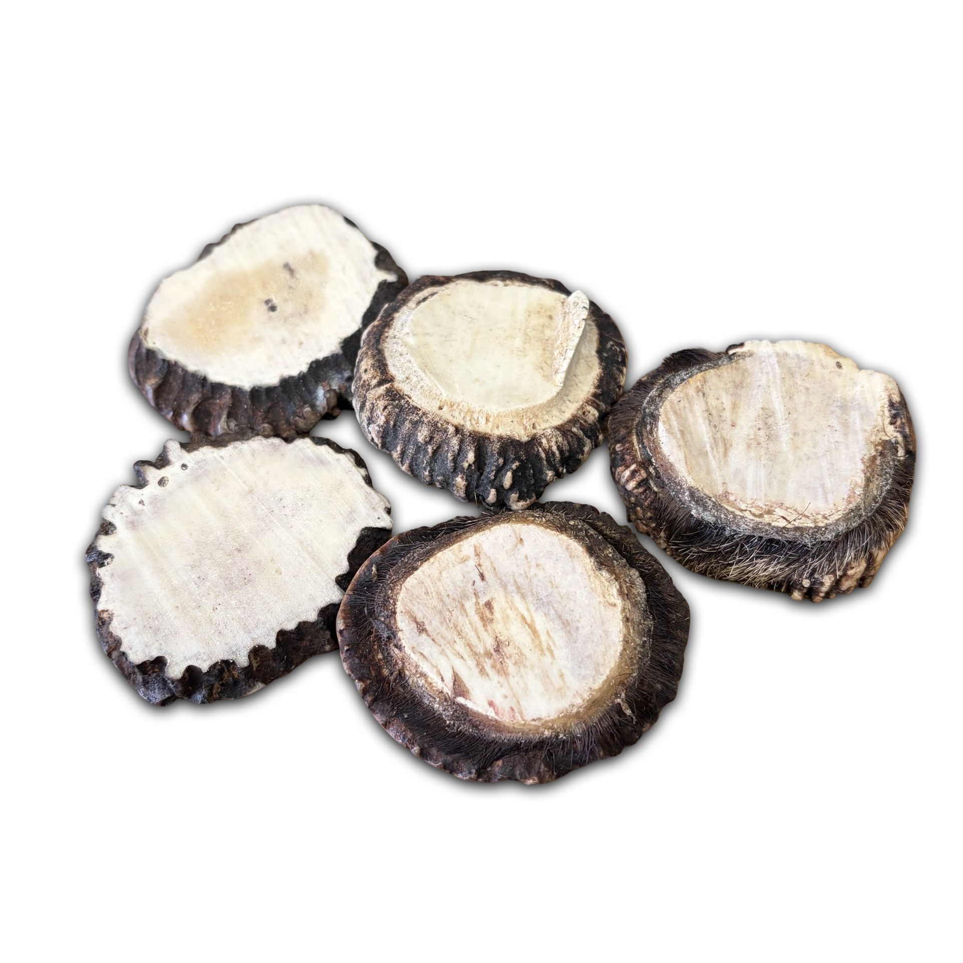 Samba & Rusa Antler Slices