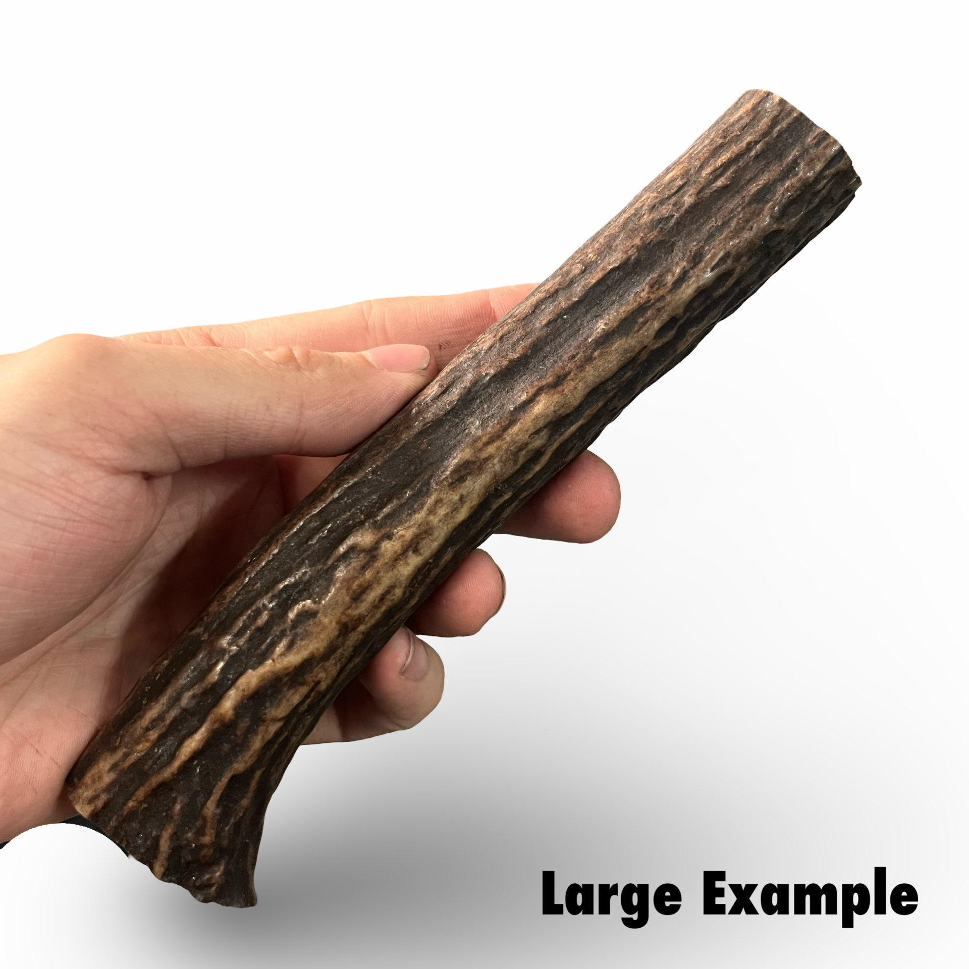 Hand holding a large Antler stick with 'Large Example' text on a white background